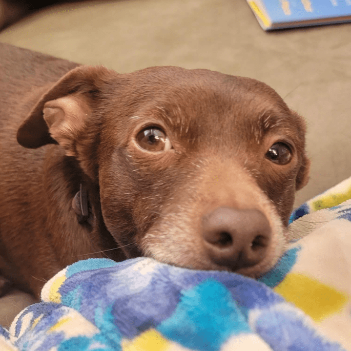 My brown chiweenie (chihuahua and dachshund) named Sammy.