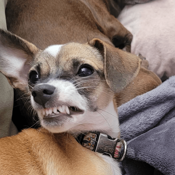 My tan and white Chihuahua named Cassie.